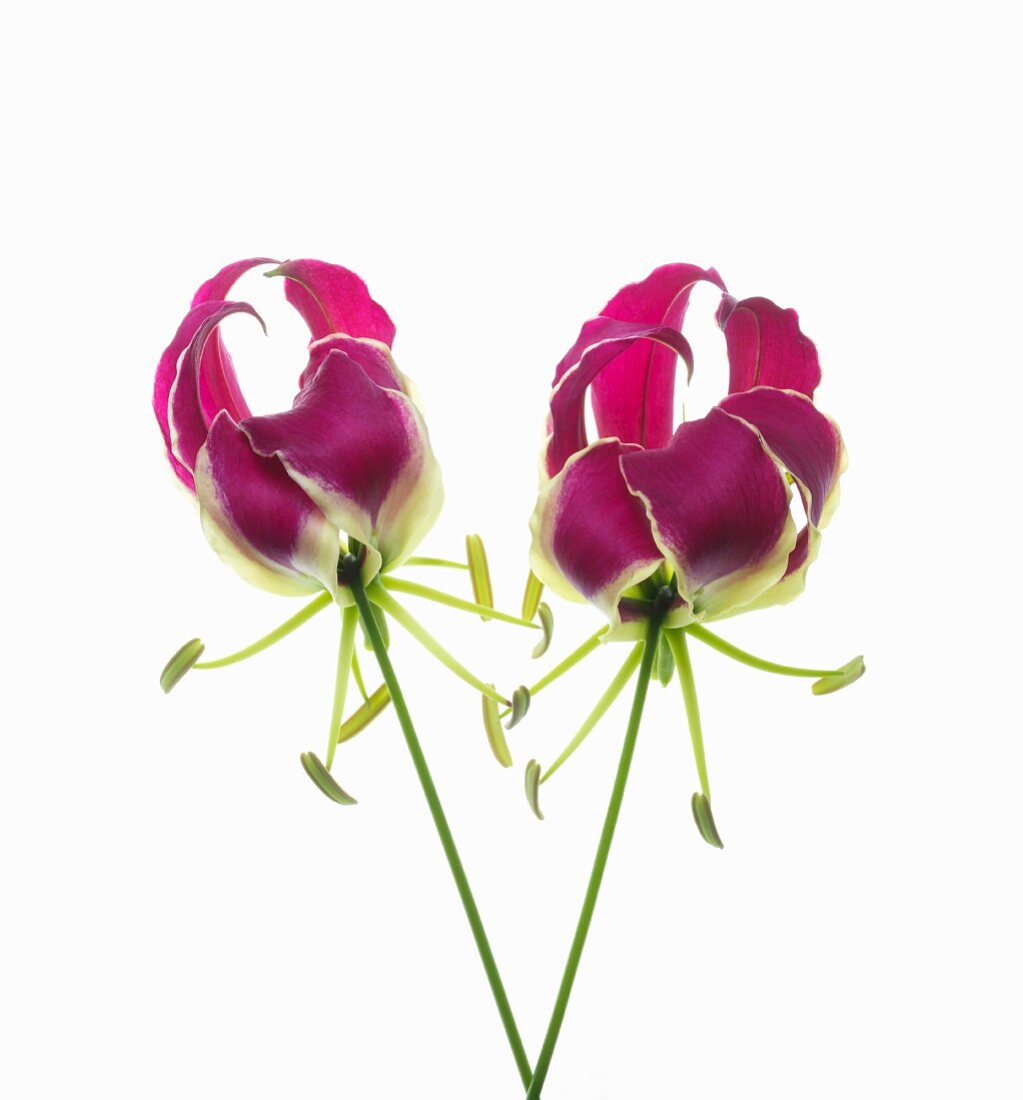 Zwei geöffnete, violette Gloriosa Blüten