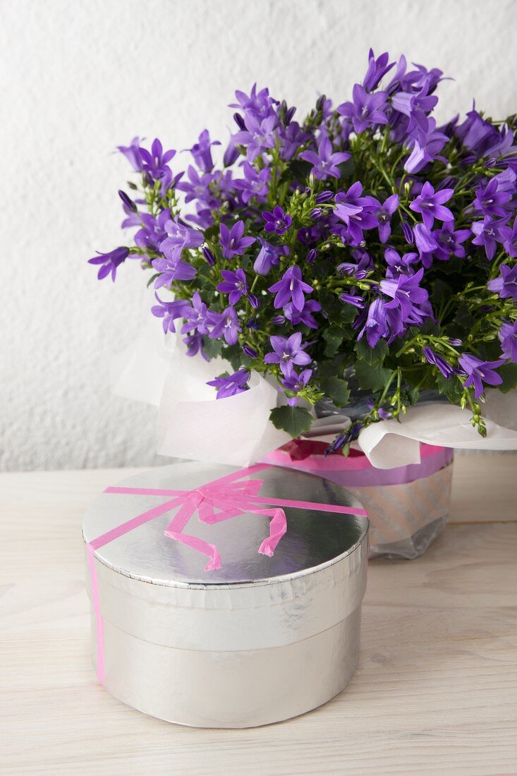 Schleife aus Masking Tape auf silberner Pappschachtel und Topf mit Zwerglockenblumen