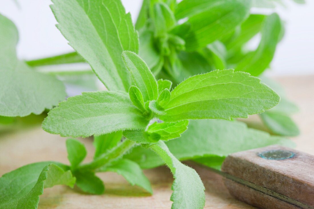Blätter der Stevia-Pflanze mit Messer auf Holzbrett