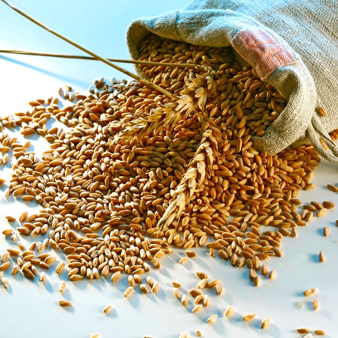 Wheat grains and ears spilling out of a sack