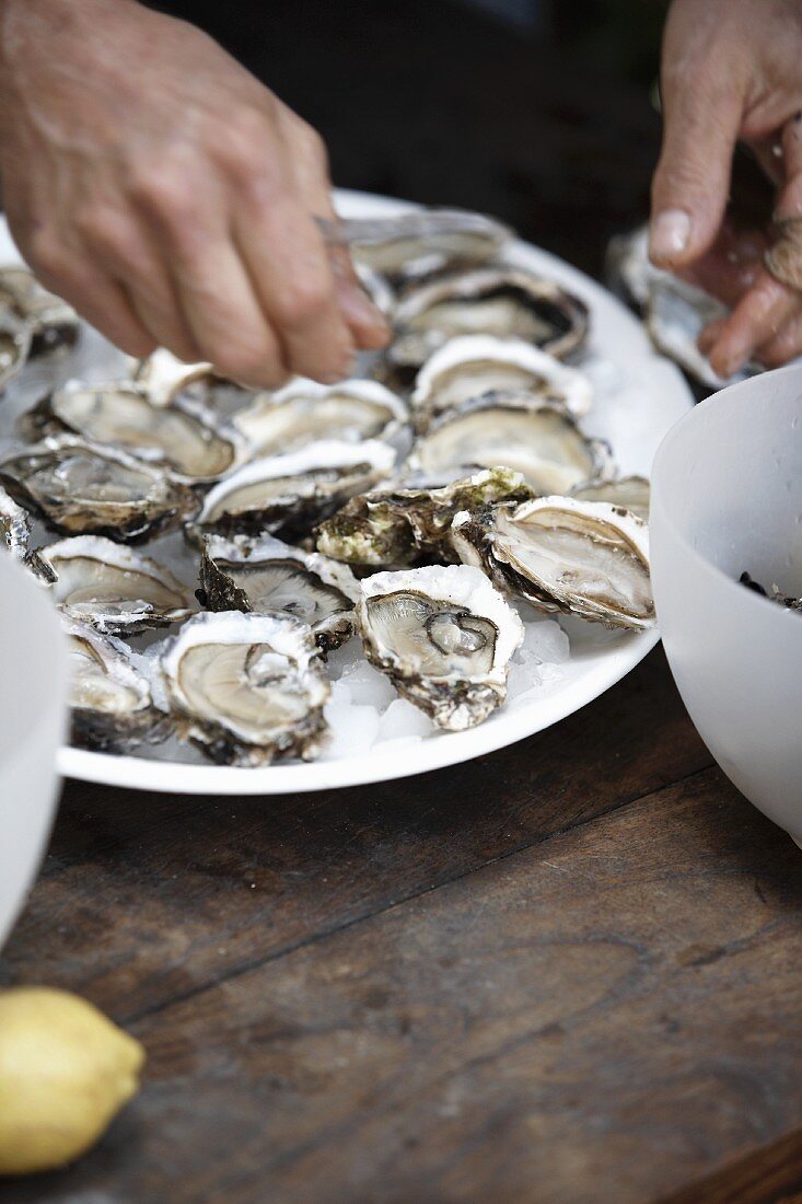 Fresh Oysters on Ice