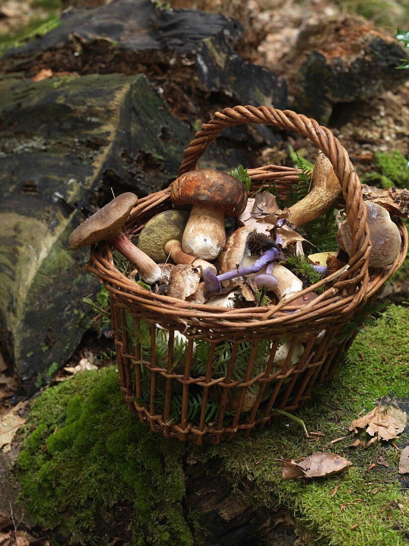 Korb mit verschiedenen Pilzen im Wald