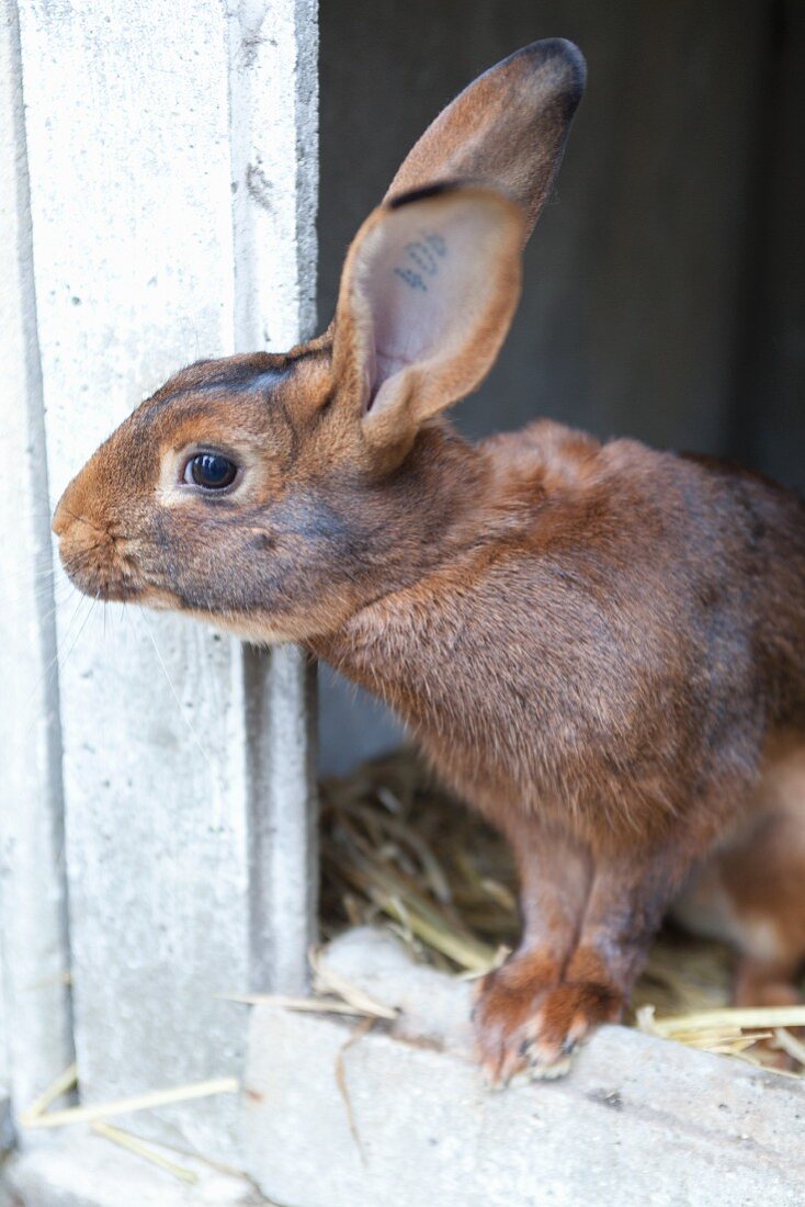 Lebendiger Hase im Stall