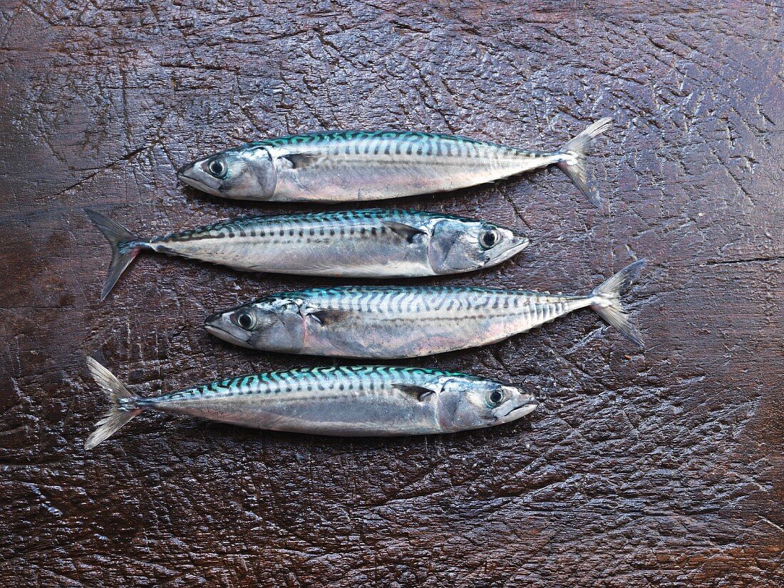 Four fresh mackerels