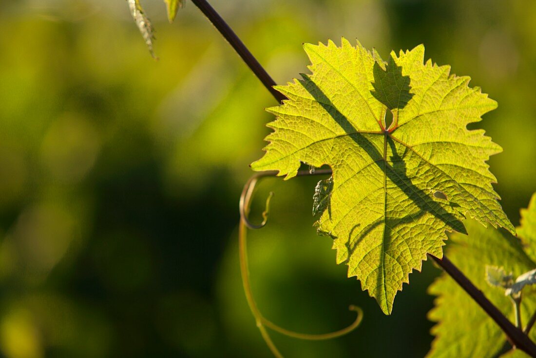 Vine leaves on the vine