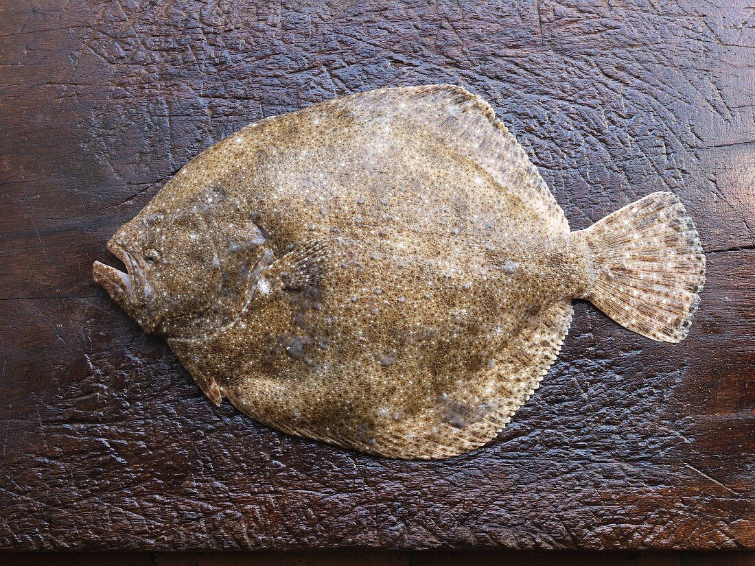 A fresh turbot (seen from above)