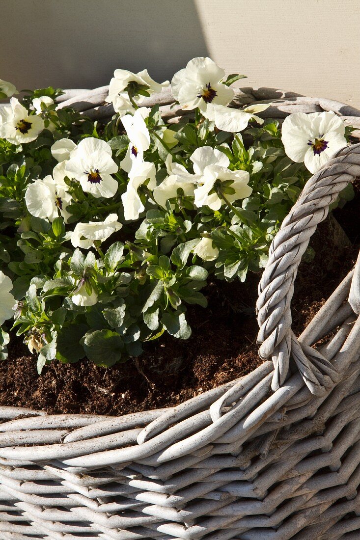 White violas planted in wicker basket