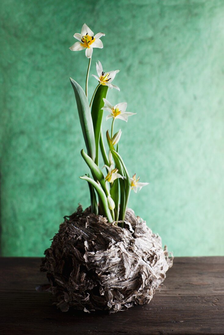 Spring flowers in wooden container