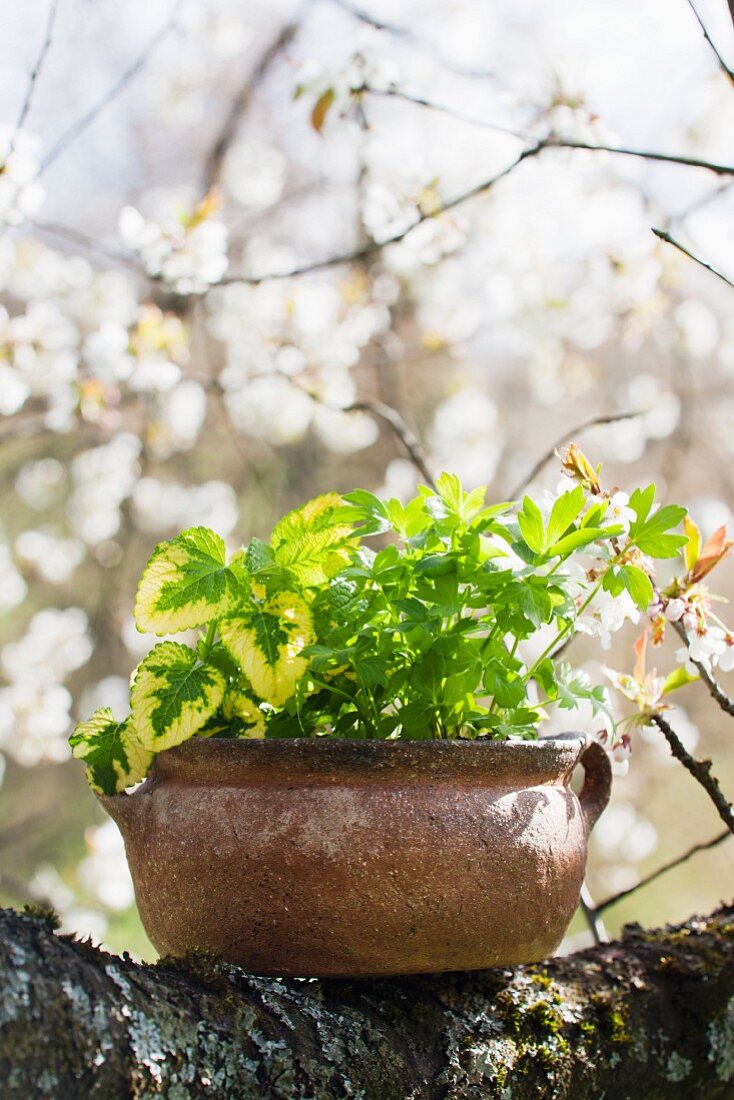 Herbs growing in ceramic pot