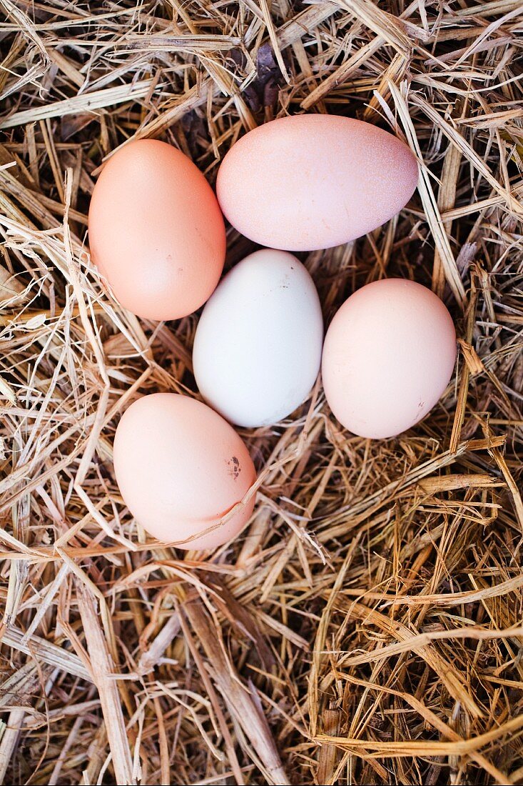 Fresh Eggs in Hay