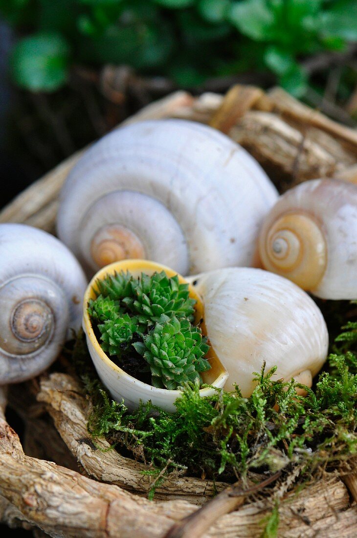 House leek planted in a snail shell