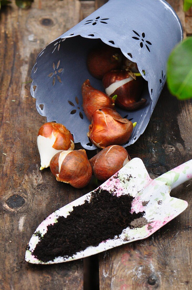 Garden scene with tulip bulbs in zinc pot, compost and trowel