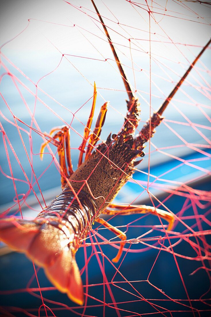 Lobster caught in fishing net