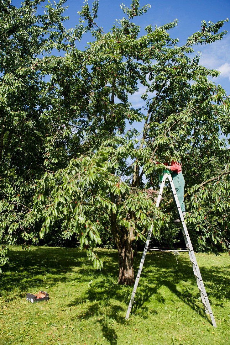 Woman pruning trees on ladder