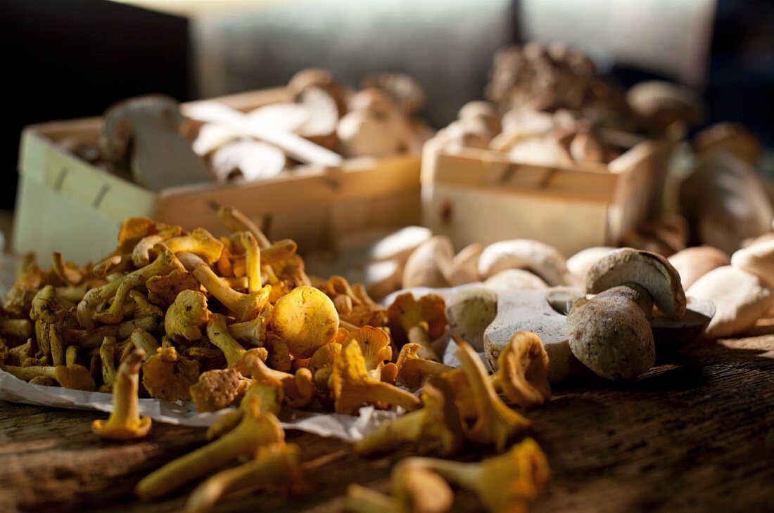 Fresh mushrooms: porcini mushrooms and chanterelle mushrooms