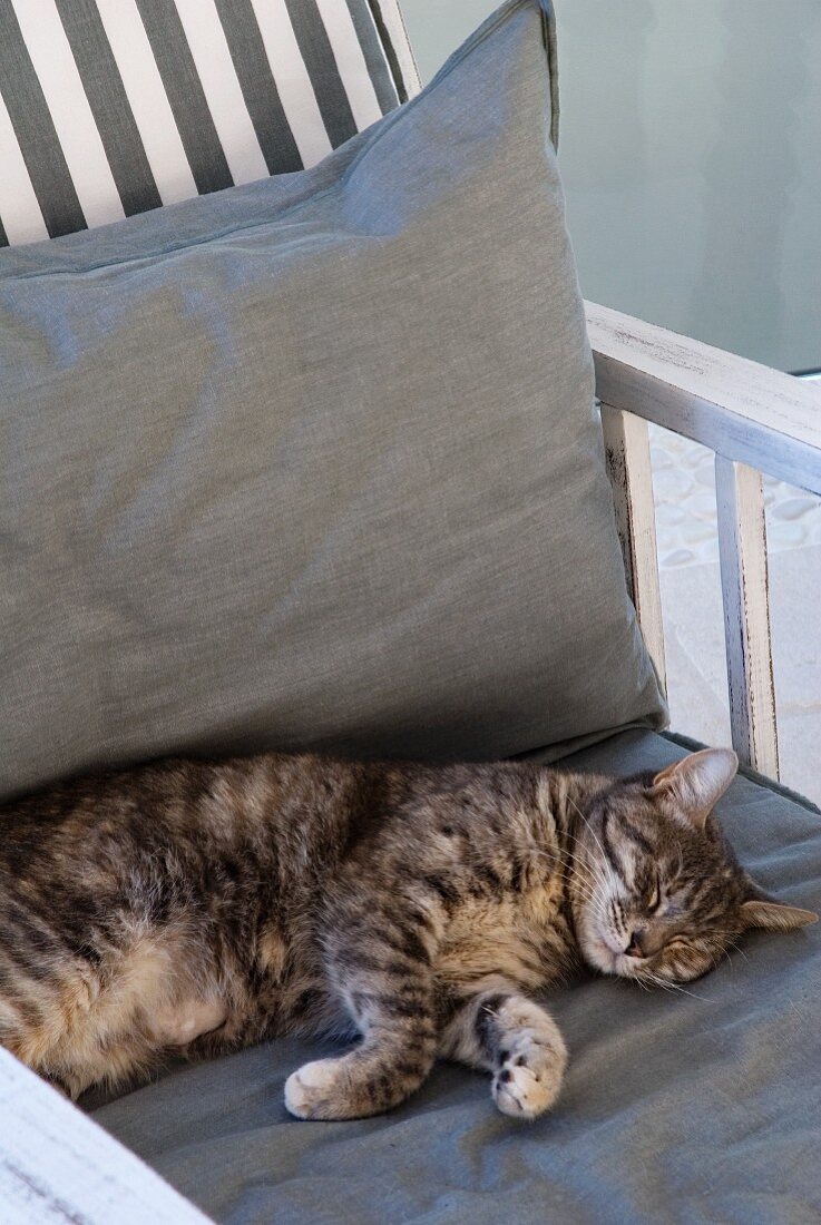 Katze liegt auf Polster eines Gartenstuhls