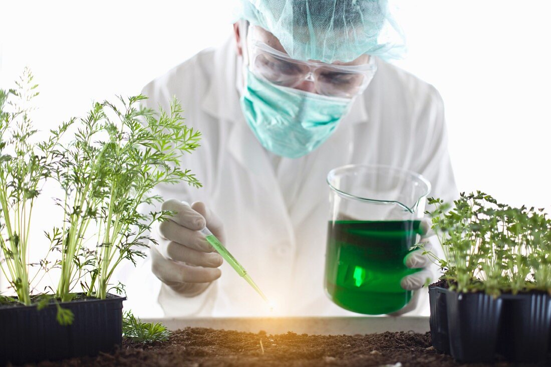 A scientist dripping liquid onto young plants