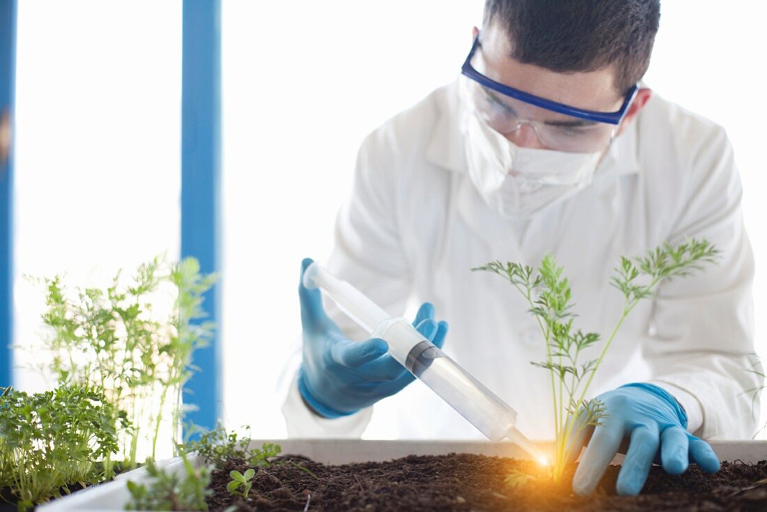 Scientist injecting a luminous liquid on a plant