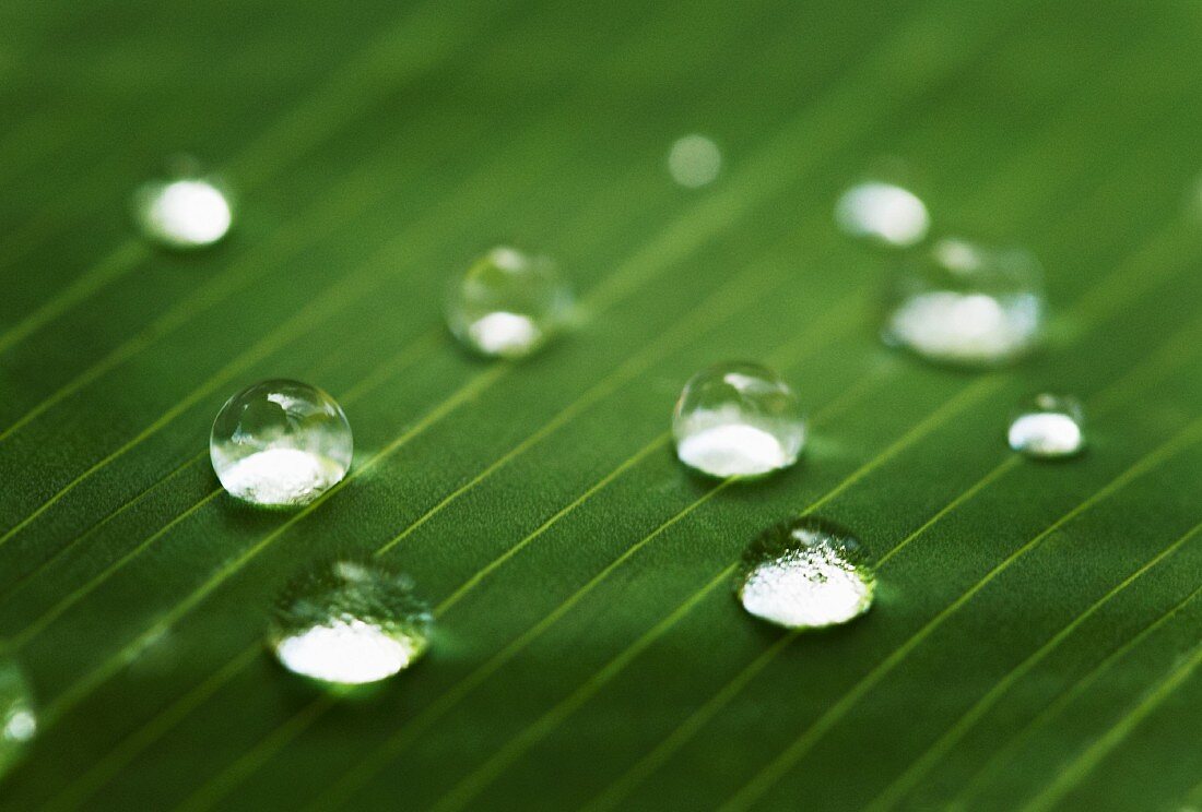 Drops of water on a leaf