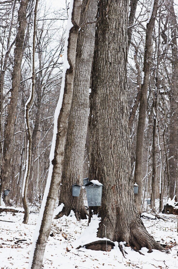 Maple Trees with Galvanized Buckets for Collecting Sap