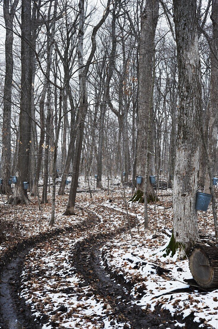 Maple Tree Grove with Trees Tapped for Collecting Sap to Make Maple Syrup