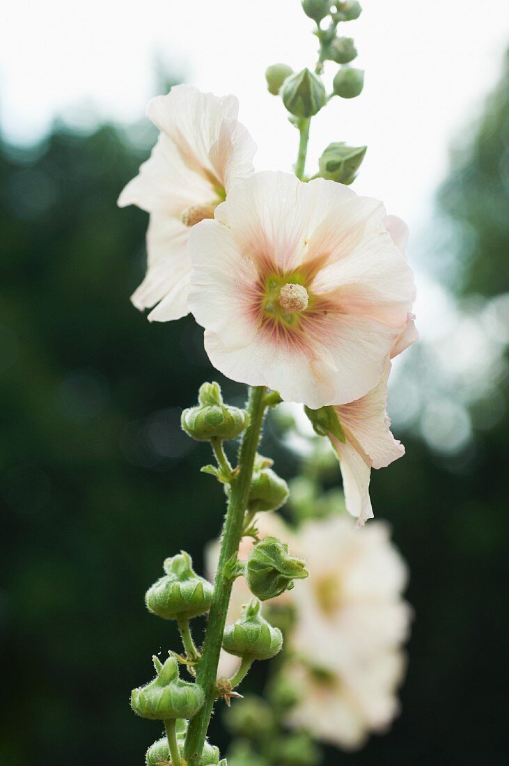 Blooming Hollyhock Flowers in a Garden