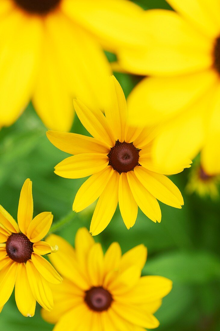 Black-Eyed Susans in a Garden; Close Up