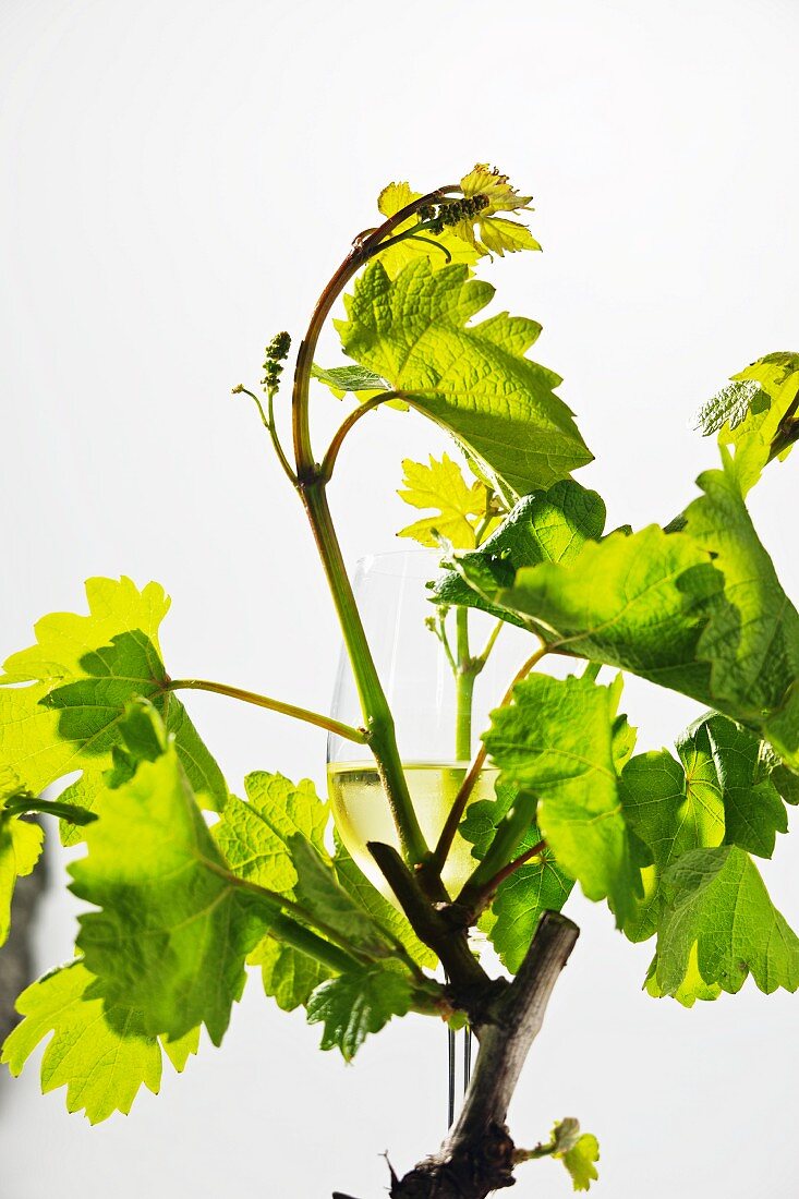 Ein Glas Weißwein in einem jungen Weinstock mit grünem Laub