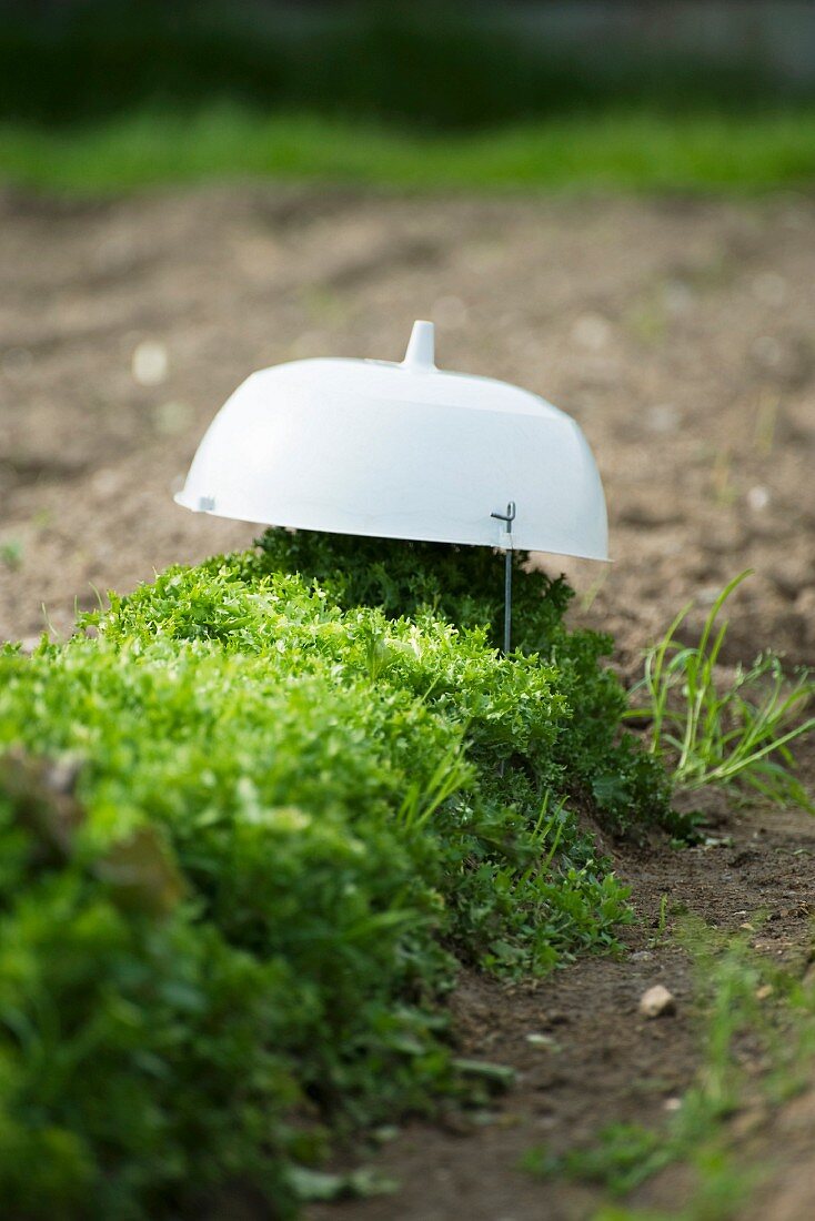 Abgedeckter Salat auf dem Feld