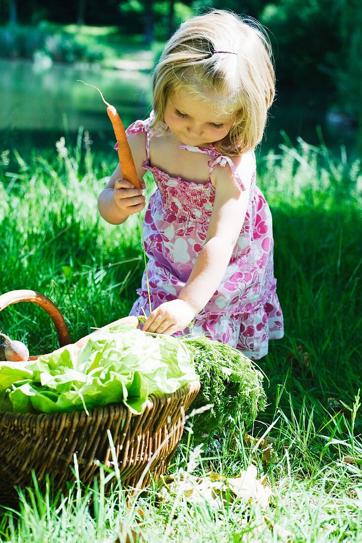 Little girl picking up carrots from basket of vegetables