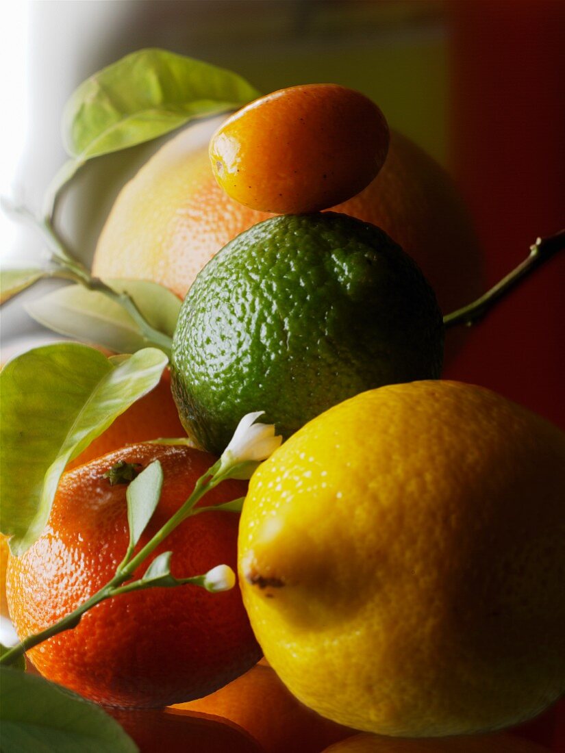 An arrangement of citrus fruits (close-up)