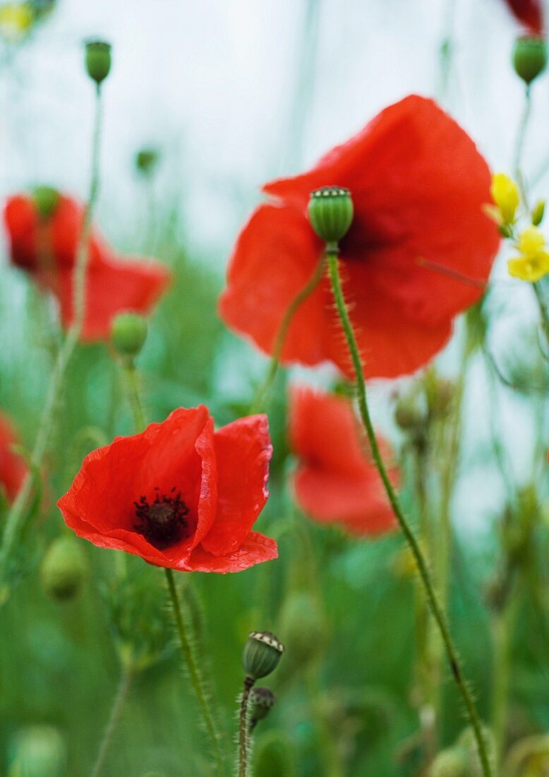 Poppies