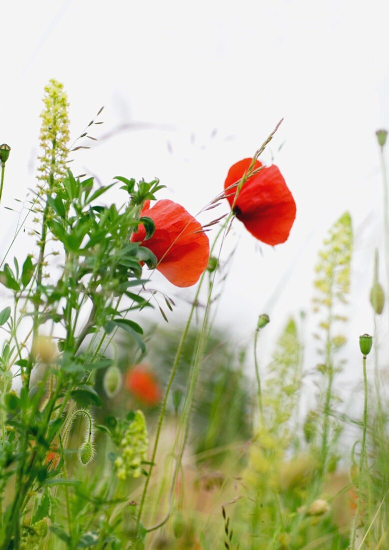 Blühende Mohnblumen