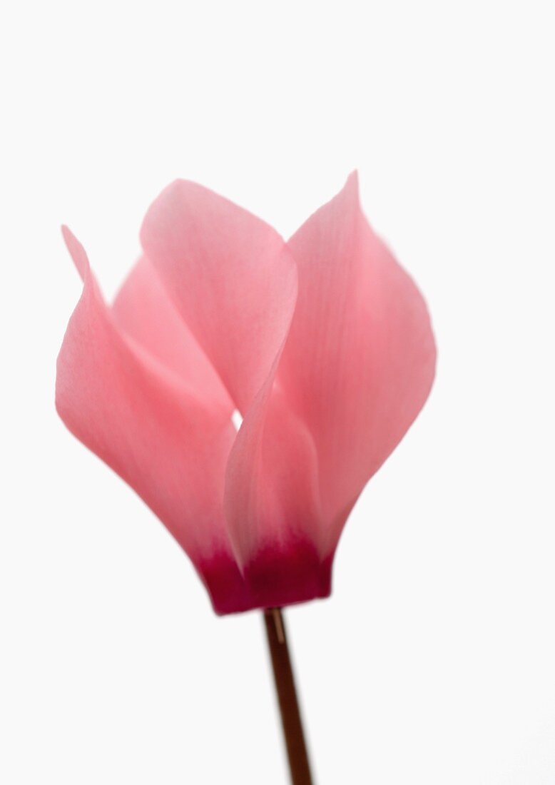 Pink cyclamen flower, close-up