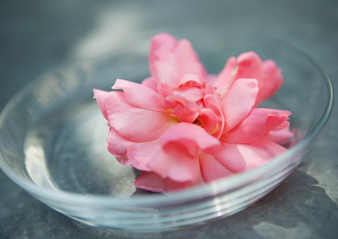 Flower head in clear dish