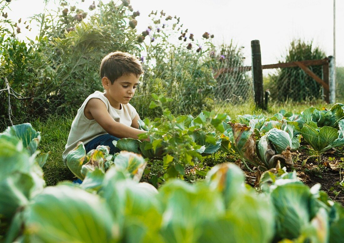 Boy in vegetable garden