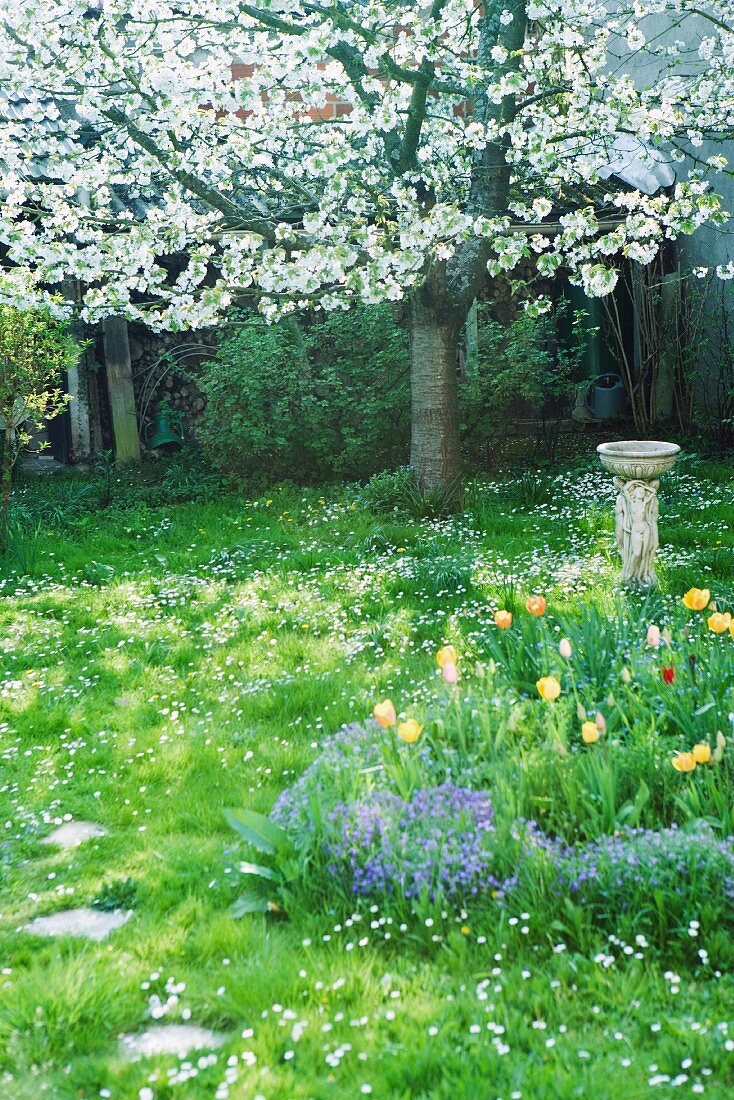 Spring yard with tree and flowers in blossom