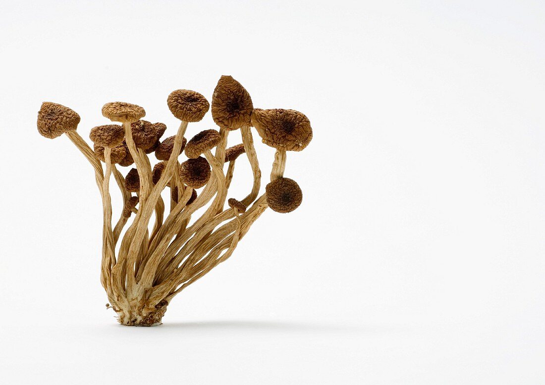 Dried shimeji mushrooms