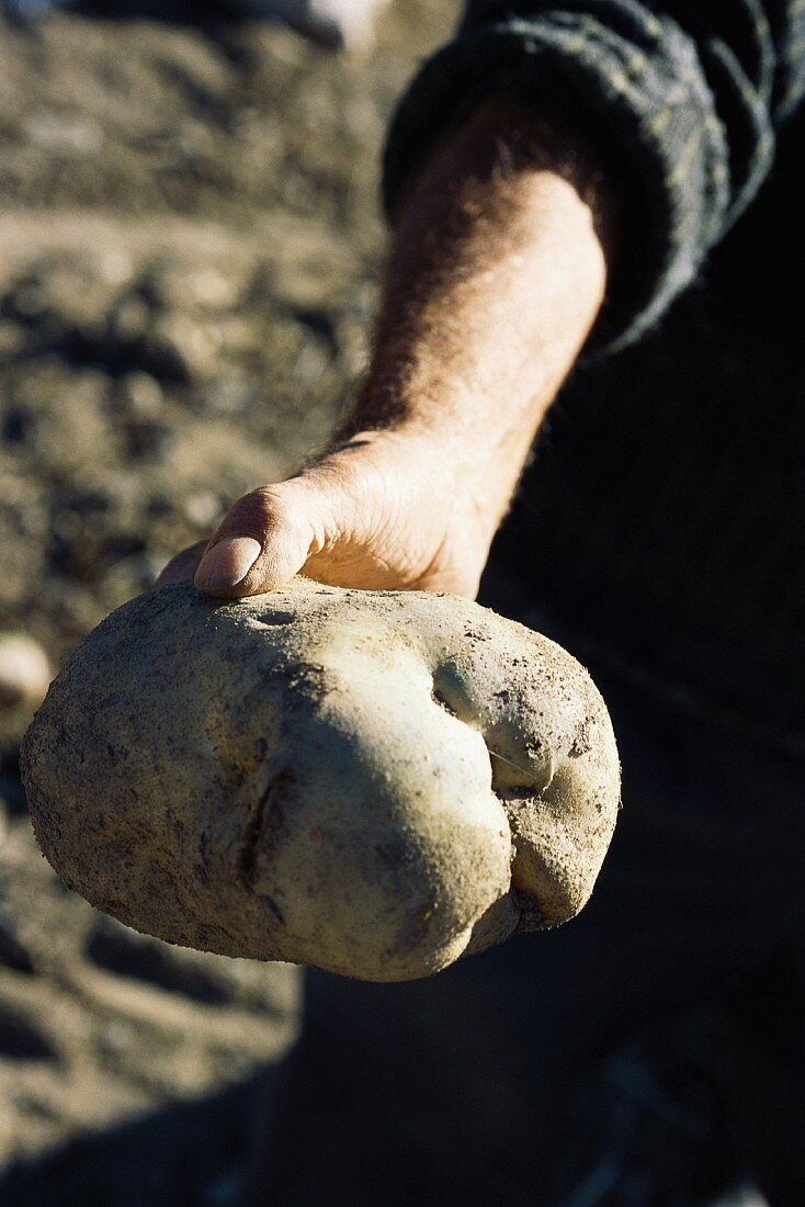 Hand hält riesige Kartoffel