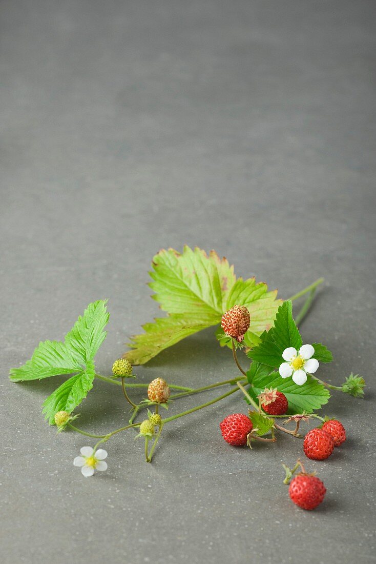 Walderdbeeren mit Blättern und Blüten