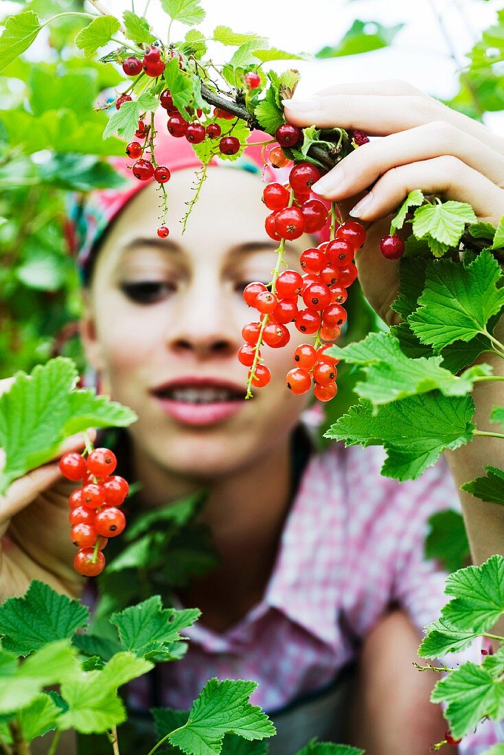 Junge Frau pflückt Johannisbeeren vom Strauch