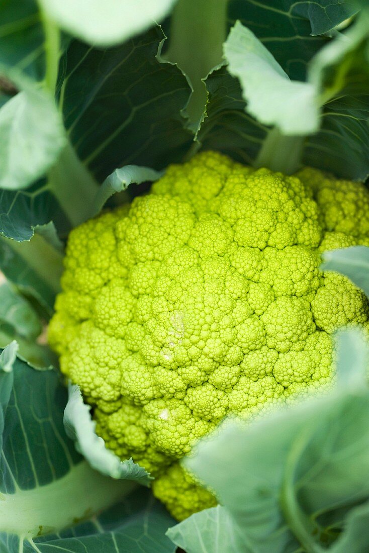 Unripe cauliflower, close-up