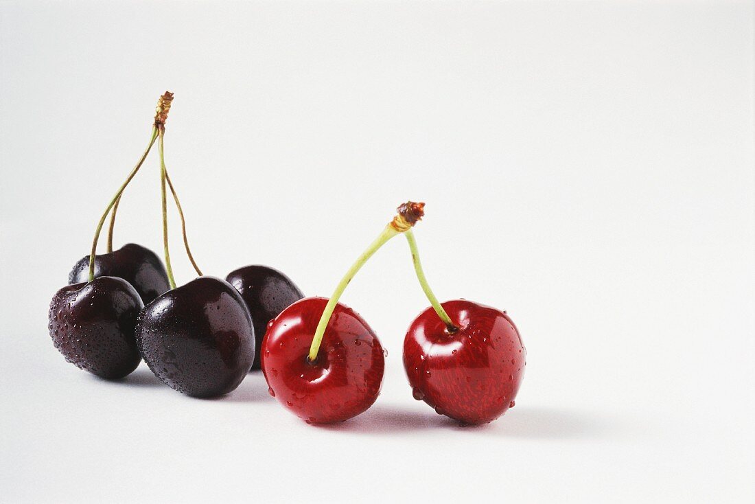 Black and red cherries with water droplets, close-up
