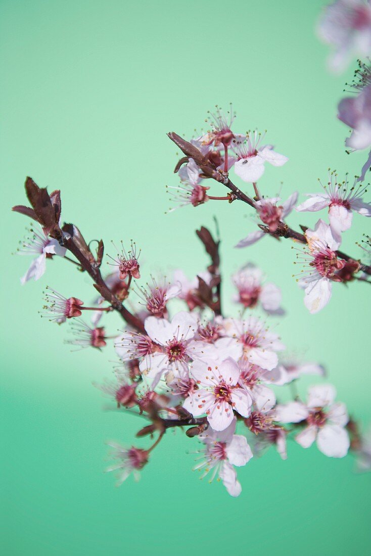 Cherry tree branch in blossom