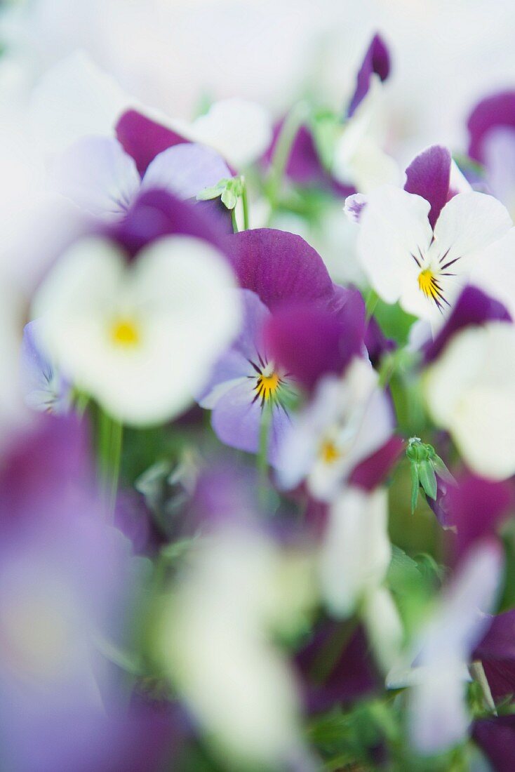 weiße und violette Stiefmütterchen