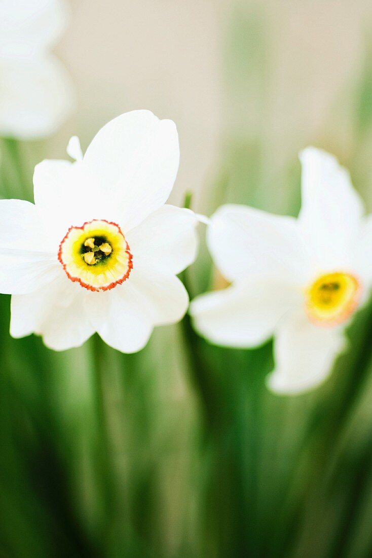 White narcissi