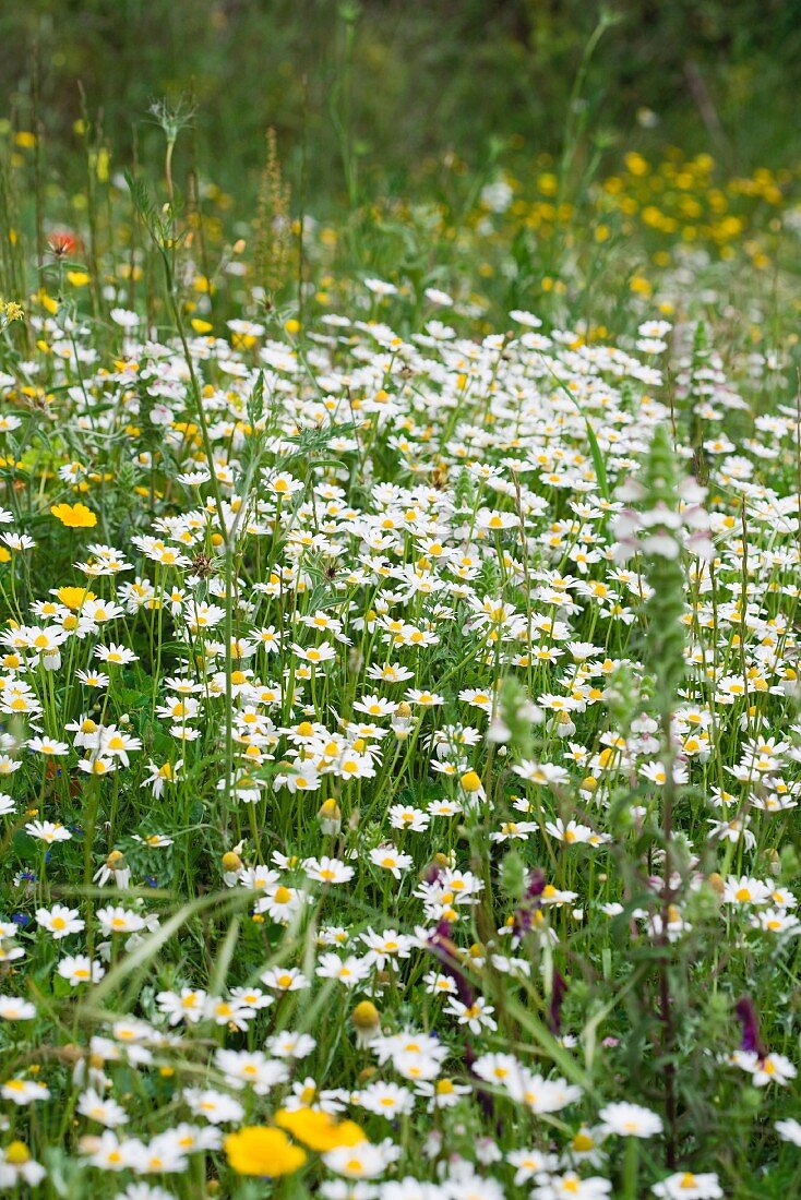 Wiese mit blühenden Gänseblümchen