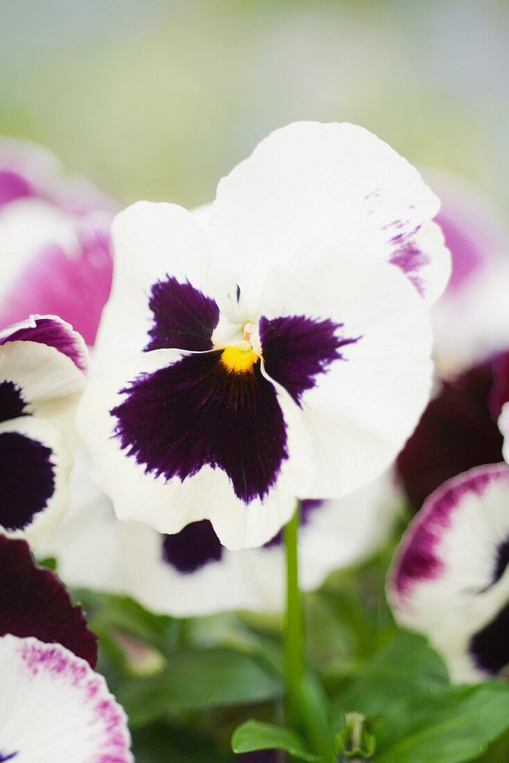 Pansies