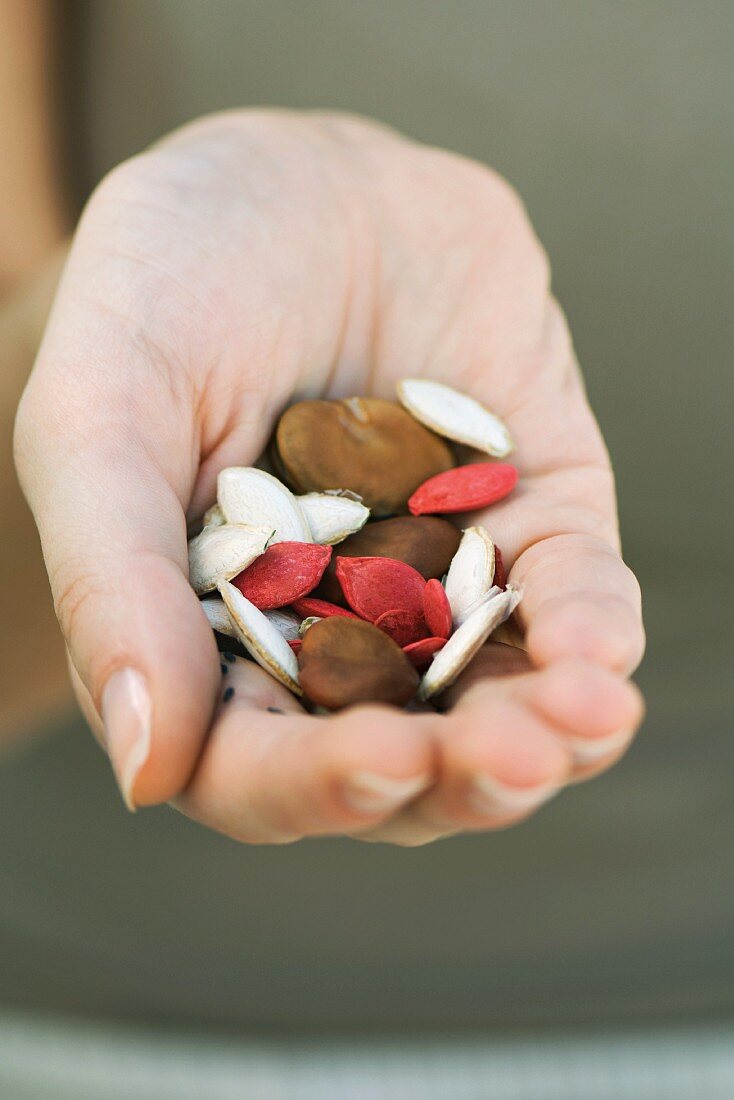 Handful of dry multicolored beans and seeds