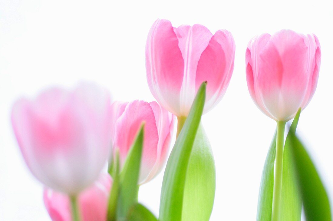 Pink tulips